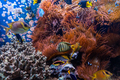 Underwater scene. Coral reef, fish groups in clear ocean water - PhotoDune Item for Sale