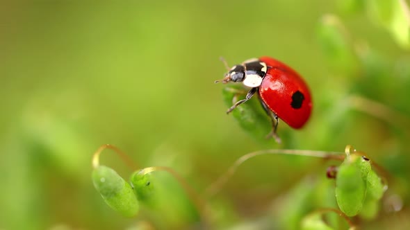 Close-up Wildlife of a Ladybug in the Green Grass in the Forest