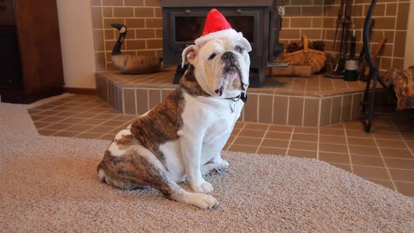 Bulldog Ready For Christmas