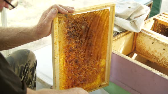 Honey Production Concept