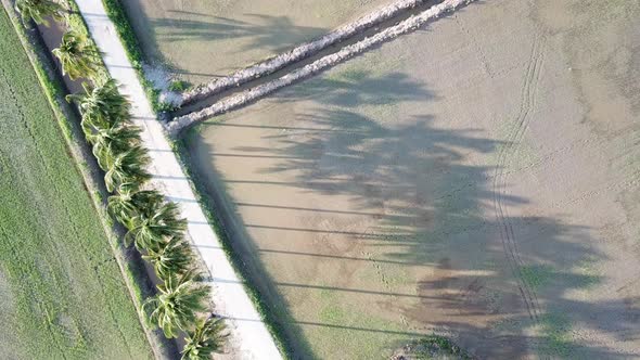 Top down view shadow row of coconut trees in the field