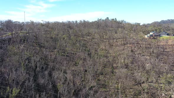 Aerial footage of forest regeneration after bushfires in The Blue Mountains in Australia