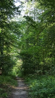 Vertical Video of Green Forest By Day