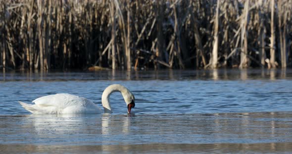 Wild bird mute swan in winter on pond