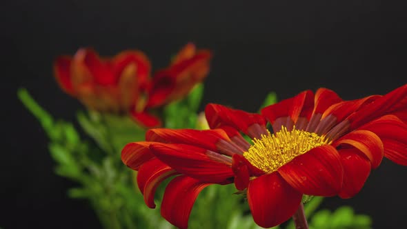 Gerbera Flower On Black 3