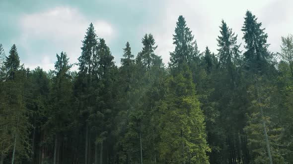 Panorama of Mountain Tree Tops. Green Trees on a Sunny Day. Flight Near the Forest Trees