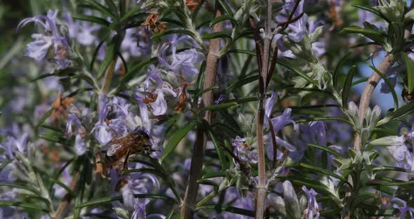 |European Honey Bee, apis mellifera, Bee foraging a Rosemary Flower, Pollination Act, Normandy