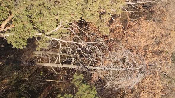 Vertical Video of a Forest with Many Trees in Autumn