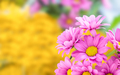 Pink flower chrysanthemum bush Chrysanthemum (Indicum Grp) tros Morreno Pink - PhotoDune Item for Sale