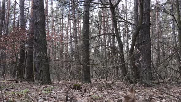 Forest Landscape Aerial View Slow Motion