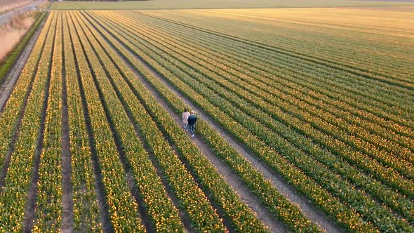 Tulip Field in The Netherlands Colorful Tulip Fields in Flevoland Noordoostpolder Holland Dutch