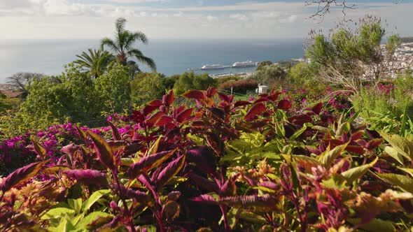 Rich Flora in Botanical Garden of Madeira Island