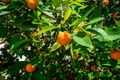 clementines ripening on tree against blue sky. Tangerine tree. Oranges on a citrus tree - PhotoDune Item for Sale
