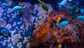 Tropical fishes in blue water with coral reef - PhotoDune Item for Sale