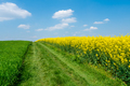 Countryside landscape with canola and green fields - PhotoDune Item for Sale