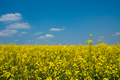 Rapeseed field and blue sky as the embodiment of the Ukrainian flag - PhotoDune Item for Sale