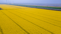 aerial view of rapeseed flower blooming in farmland - PhotoDune Item for Sale