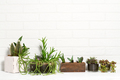 Pots with mixed succulent plants - PhotoDune Item for Sale