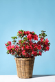 Pot with blossom azalea - PhotoDune Item for Sale