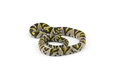 The Mandarin rat snake isolated on black background - PhotoDune Item for Sale