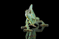 rainbow Veiled Chameleon isolated on black background - PhotoDune Item for Sale