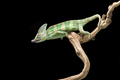 rainbow Veiled Chameleon isolated on black background - PhotoDune Item for Sale