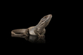 The savannah monitor lizard isolated on black background - PhotoDune Item for Sale