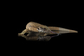 The savannah monitor lizard isolated on black background - PhotoDune Item for Sale