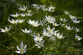 White Ornithogalum flowers in the garden - PhotoDune Item for Sale