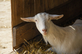 Portrait of a white goat in the stable - PhotoDune Item for Sale