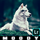 Moody Green Cinematic  Lightroom Presets - GraphicRiver Item for Sale