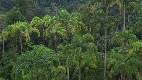 Areal view of a background from palm trees called chontaduro Bactris gasipaes or peach palm 