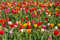 Blooming tulip flowers - PhotoDune Item for Sale
