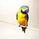 Parrot 6