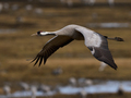 Common crane (Grus grus) - PhotoDune Item for Sale