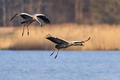Common crane (Grus grus) - PhotoDune Item for Sale