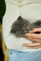 Woman sitting and hold in hand cute gray kitten, female - PhotoDune Item for Sale