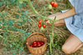 Little kid girl picking, collect harvest of organic red tomatoes at home gardening - PhotoDune Item for Sale