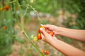 Little kid girl hold in hand harvest of organic red tomatoes at home gardening - PhotoDune Item for Sale