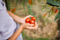 Little kid girl hold in hand harvest of organic red tomatoes at home gardening - PhotoDune Item for Sale