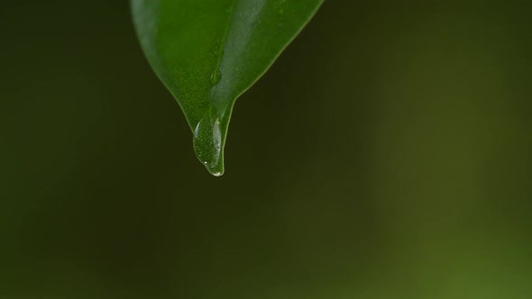 Water Drops on a Leaf 61