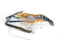 Giant freshwater prawn on white-2 - PhotoDune Item for Sale
