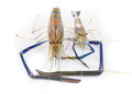 Giant freshwater prawn on white-6 - PhotoDune Item for Sale
