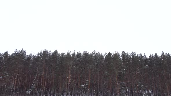 Drone Flies Back in the Forest Between the Trees