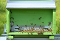 Artificial bee hive with workers going in and out - PhotoDune Item for Sale