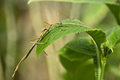 Close up of tropical stick insect - PhotoDune Item for Sale