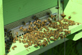 Artificial bee hive with workers going in and out - PhotoDune Item for Sale