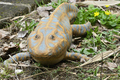 Reconstruction of a Devonian amphibian Ichthyostega - PhotoDune Item for Sale