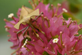 Dead leaf mantis insect showing its camouflage - PhotoDune Item for Sale