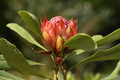Detail of Protea flower from South Africa - PhotoDune Item for Sale